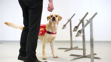 COVID-19 Sniffer Dogs: UK Govt Begins Trial to See if Dogs Can Sniff Out Deadly Virus