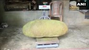 Wayanad's Giant Jackfruit Eyeing Entry into Guinness World Records