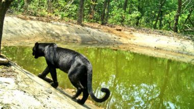 Black Panther Spotted in Netravali Wildlife Sanctuary in Goa