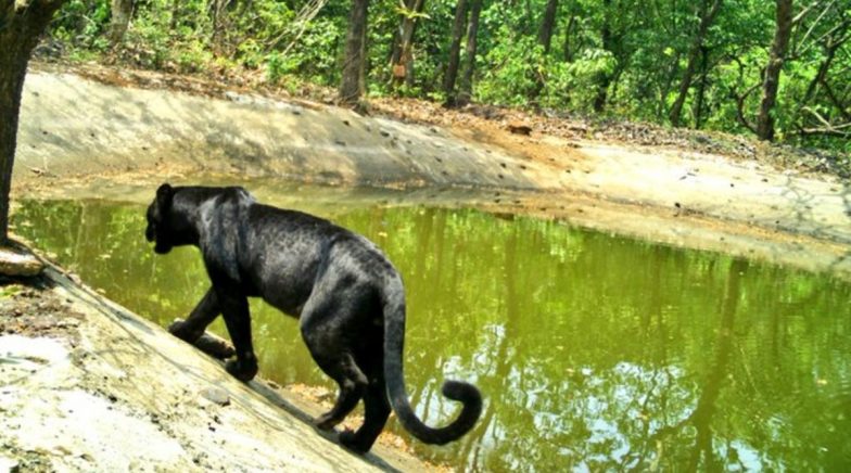 Goa: Black Panther Spotted in Netravali Wildlife Sanctuary