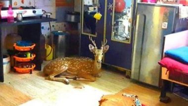 Mumbai: Spotted Deer Crashes Through Powai Slum House Roof in Hanuman Tekdi Area, Rescued (Watch Video)