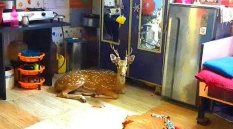 Spotted Deer Crashes Through Powai Slum House Roof in Hanuman Tekdi Area, Rescued (Watch Video)