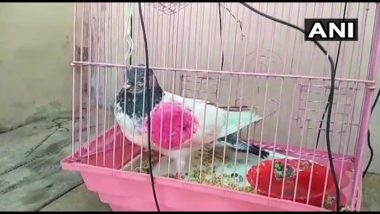 Pigeon, Suspected to be 'Spy' from Pakistan, Captured Along IB in Jammu and Kashmir's Kathua