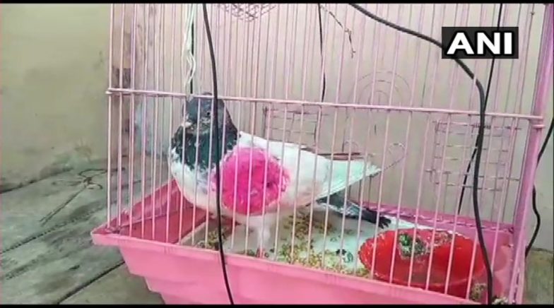 Pigeon, Suspected to be 'Spy' from Pakistan, Captured Along IB in Jammu and Kashmir's Kathua