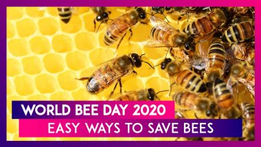 World Bee Day 2020: Simple Ways You Can Help Save Bees From Extinction