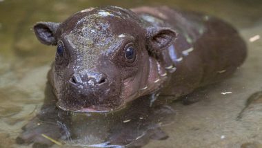 Endangered Pygmy Hippo Born at San Diego Zoo in California, First in Over 30 Years, Watch Adorable Video of Calf Playing With Mother