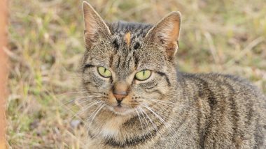 Feral Cat Found With 17 Critically-Endangered Lizards in Its Stomach in New Zealand! See Shocking Pictures