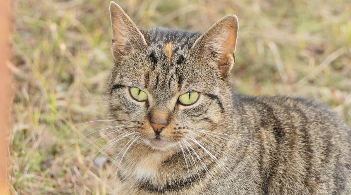 Feral Cat Found With 17 Critically-endangered Lizards In Its Stomach In 