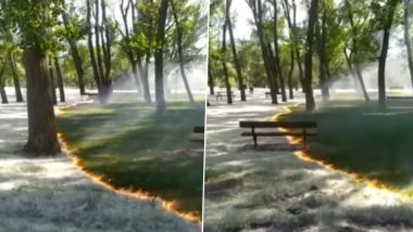 Video of Fire Sweeping Through Park in Spain Without Burning Trees Shocks Netizens, Turns Out to be Controlled Fire to Burn Fluff From Poplar Trees