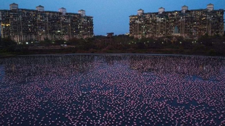 Deep Pink Water Spotted in Middle of Navi Mumbai's Talawe Wetland, Likely Cause of Rare Algal Bloom (View Pic)