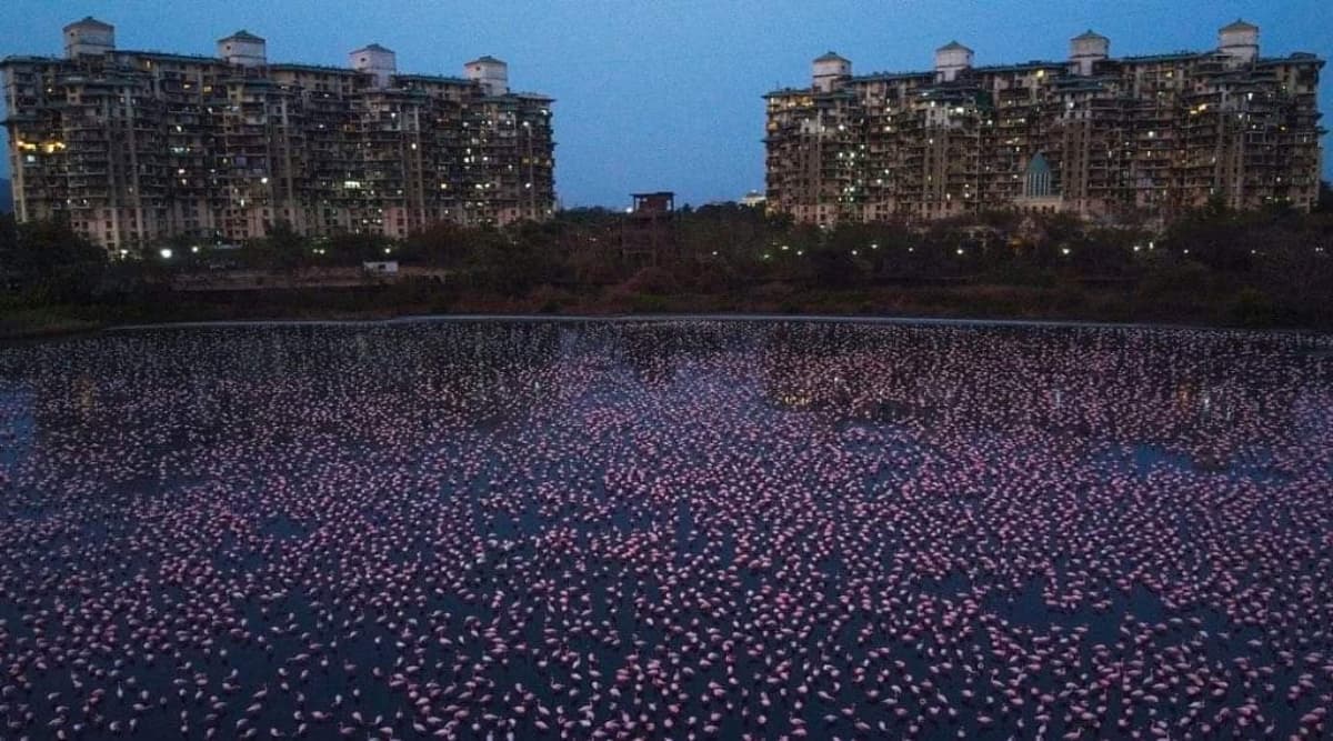 Deep Pink Water Spotted in Middle of Navi Mumbai's Talawe Wetland, Likely Cause of Rare Algal Bloom (View Pic) Deep Pink Water Spotted in Middle of Navi Mumbai's Talawe Wetland, Likely Cause of Rare Algal Bloom (View Pic)