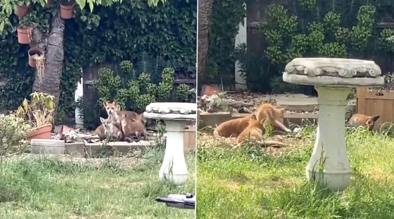 Fox Gives Birth to Babies at Woman's Garden in UK, Delighted Twitterati Calls it 'Fox News!'