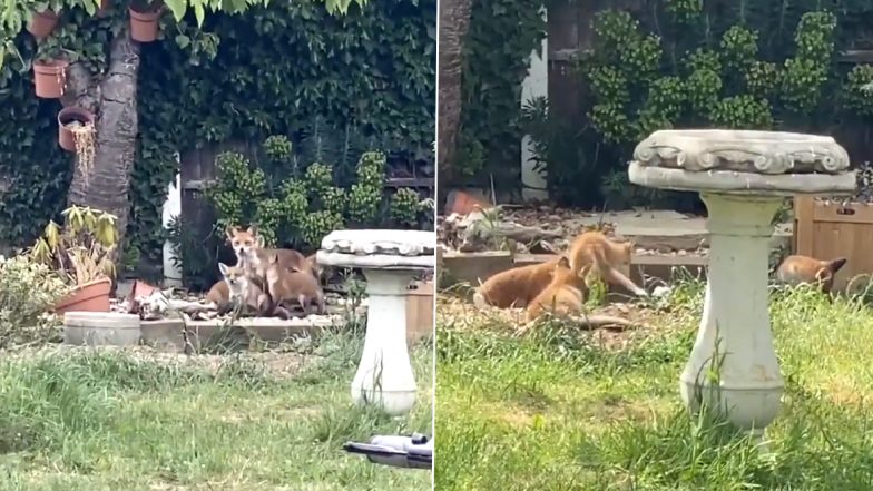 Fox Gives Birth to Babies at Woman's Garden in UK, Delighted Twitterati Calls it 'Fox News!' Seeing Adorable Viral Video!
