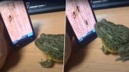 What The Frog! African Bull Frog Enjoys Playing Ant Crusher on Smartphone And Bites Man For Interfering, Watch Funny Video
