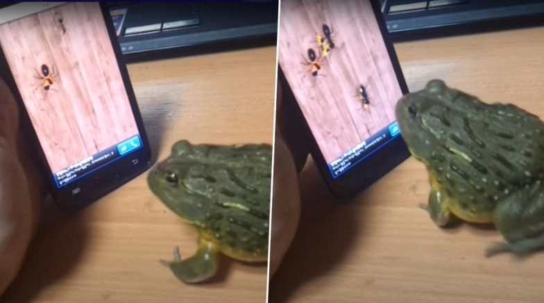 African Bull Frog Enjoys Playing Ant Crusher on Smartphone And Bites Man For Interfering