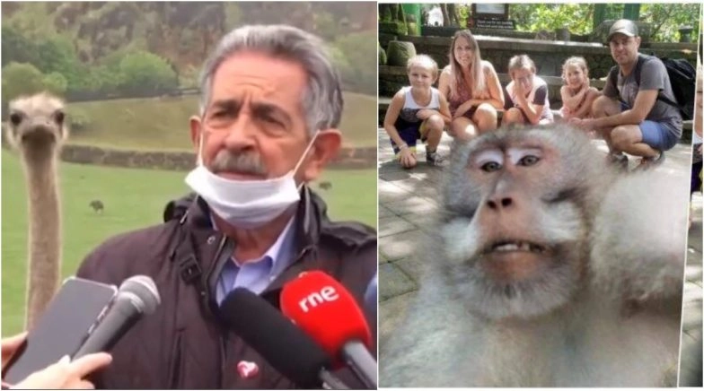 Ostrich Photobombs Politician’s Broadcast; Instances of Animals' Interference That Went Viral