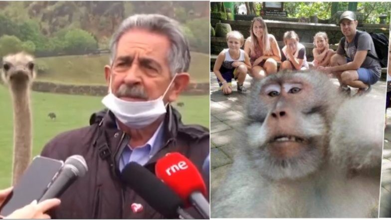 Ostrich Photobombs Spanish Politician’s Live Broadcast; Funny Viral Instances of Animals and Birds' Interference That Made the Internet Laugh (Pics & Videos)