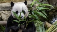 Giant Pandas at Canada&rsquo;s Calgary Zoo Returned to China Due to Lack of Bamboos to Feed Them During Lockdown