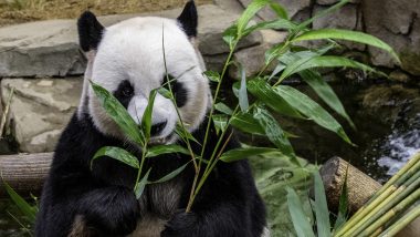 Giant Pandas at Canada’s Calgary Zoo Returned to China Due to Lack of Bamboos to Feed Them During Lockdown