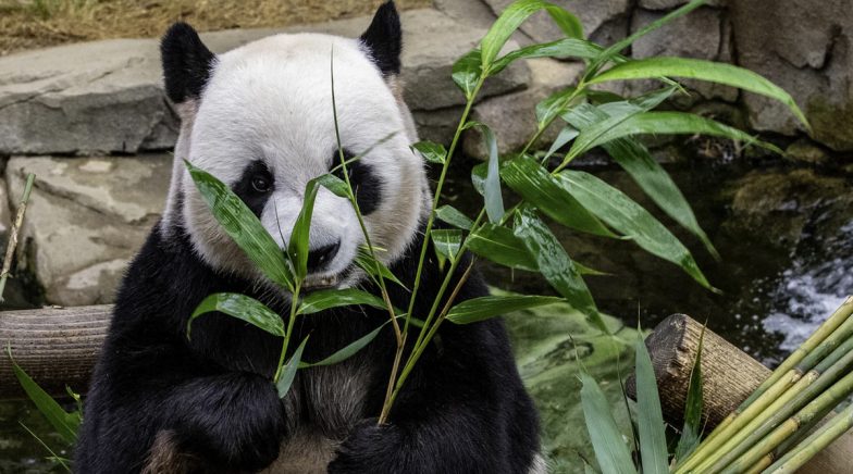 Giant Pandas At Canada’s Calgary Zoo Returned To China Due To Lack Of ...