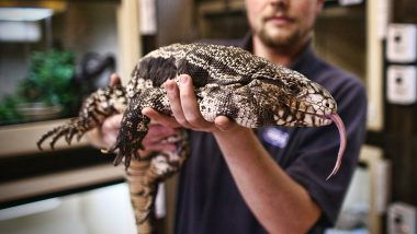 Giant Lizard That 'Eats Anything It Wants' Seen in Georgia, Know More About This Argentina Tegu Species