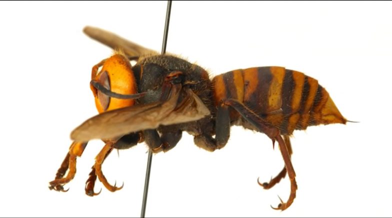 What Happens After Murder Hornet Stings? Here's How to Treat a Painful Sting, As Per Experts