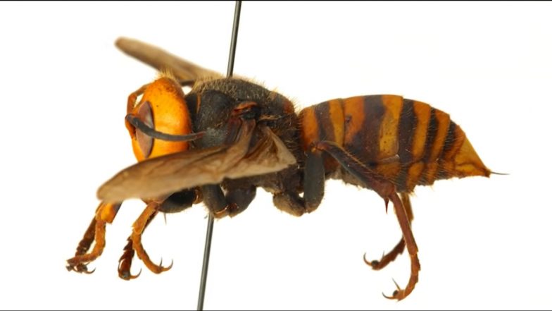 What Happens After Murder Hornet Stings? Here's How to Treat The Painful Sting By Asian Giant Hornet, As Per Experts
