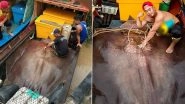 Giant 280-Kg Stingray Caught by Fishermen in Malaysian River, View Pics of The Rare Monstrous-looking Sea Creature