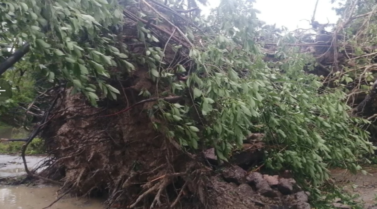 Cyclone Amphan Uproots 270-year-old Great Banyan Tree in Kolkata's ...