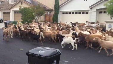 Herd of Goats Takes Over Streets of San Jose During Lockdown And Wreaks Havoc, Yet Another Video of Animals Reclaiming the World Goes Viral