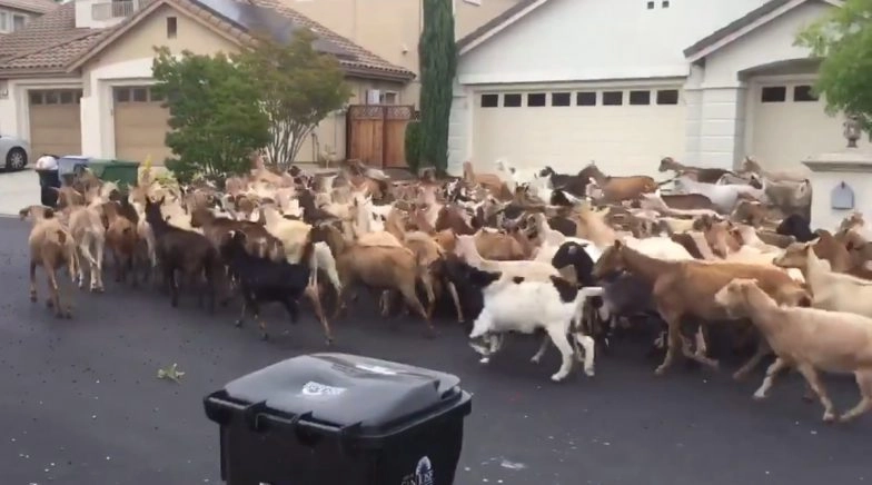 Herd of Goats Take Over Streets of San Jose, Break Fences, Eat Plants And Poop on Grass