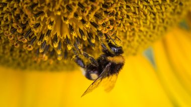 World Bee Day 2020: Different Ways to Help Save Honey Bees From Extinction