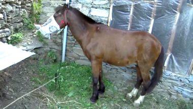J&K: Horse Under Home Quarantine in Rajouri, Owner's Coronavirus Test Report Awaited; Horses Don't Spread COVID-19 to Humans, Says Official