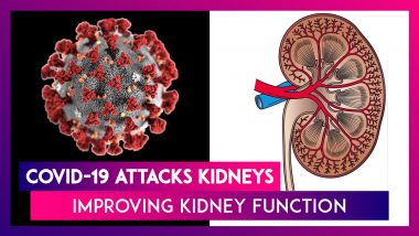 COVID-19 Attacks Kidneys, Here's How To Improve Kidney Function: Kidney Health Week In Australia