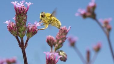 International Day for Biological Diversity 2020 Date & Significance: Know The Theme of the Observance That Promotes The Importance of Biodiversity