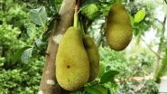 Jackfruit Falls on Man's Head in Kerala Causing Freak Injury, Hospital Finds Him Positive For COVID-19