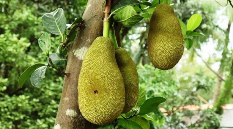 Jackfruit Falls on Man's Head in Kerala Causing Freak Injury, Hospital Finds Him COVID-19 Positive