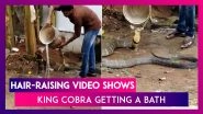 King Cobra Gets A Bath, Hair-Raising Video Goes Viral
