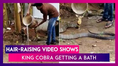 King Cobra Gets A Bath, Hair-Raising Video Goes Viral