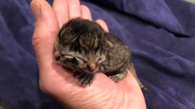 Kitten Born With Two Faces, 'Biscuits and Gravy' Dies Three Days After Birth at Oregon Farm (Pics & Video)