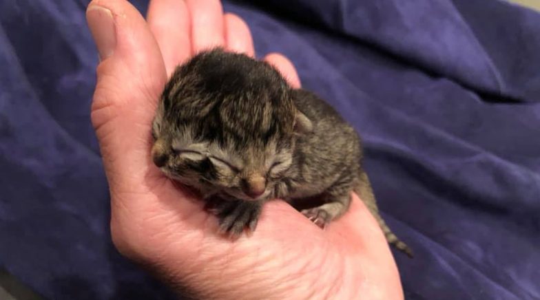 Kitten Born With Two Faces, 'Biscuits and Gravy' Dies Three Days After Birth at Oregon Farm