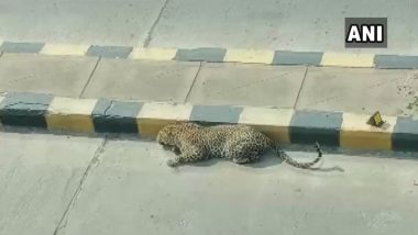 Leopard Found on Road in Telangana's Mailardevpally, Efforts on to Safely Rescue The Animal