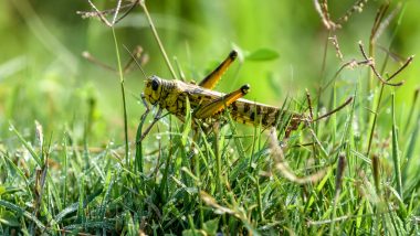 Locust Swarms in Punjab: Tiddi Dal Reaches Bathinda District