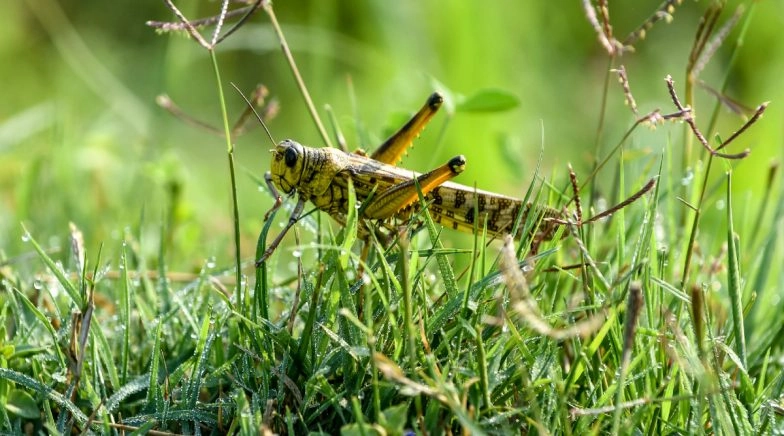 Pakistan Government to Convert Locust Swarms into Organic Fertilisers