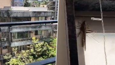 Locusts Seen in Mumbai? Netizens Wonder as Pics and Videos of Tiddi Dal Shared Online Claiming to Be From Vikhroli, Juhu and Other Areas in The City (Check Tweets)