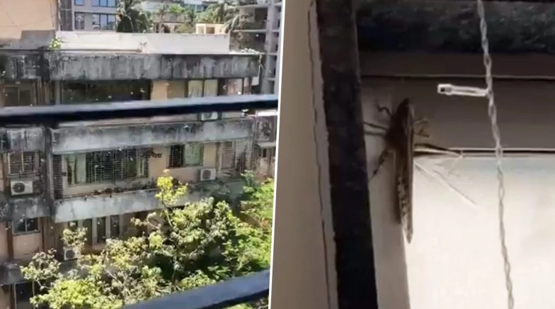 Locusts Seen in Mumbai? Netizens Wonder as Pics and Videos of Tiddi Dal Shared Online 