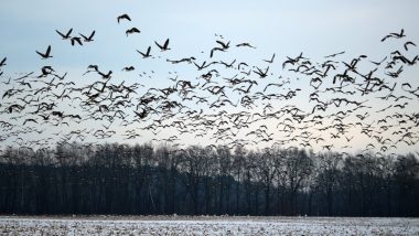 World Migratory Bird Day 2020: Migratory Bird Species Face Extinction, Need Global Protection, Says UN Treaty Head