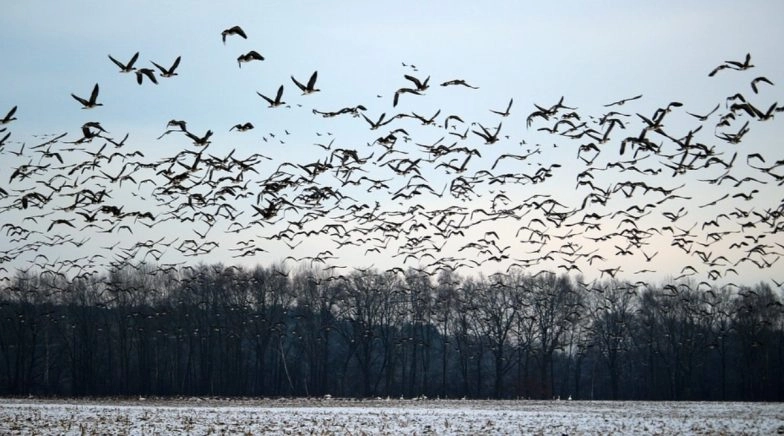 World Migratory Bird Day 2020: Migratory Bird Species Face Extinction, Need Global Protection, Says UN Treaty Head