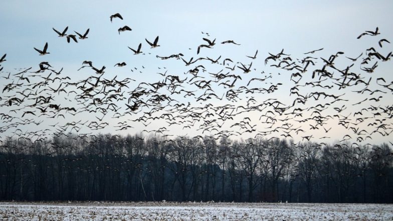 World Migratory Bird Day 2020: Migratory Bird Species Face Extinction, Need Global Protection, Says UN Treaty Head