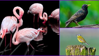 World Migratory Bird Day 2020: Six Beautiful Birds That Visit India During Migration Every Year